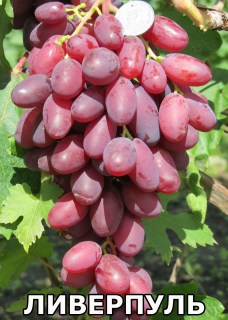 Ливерпуль (1)3